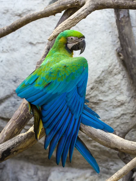 Blue and Gold macaw, Scientific name 