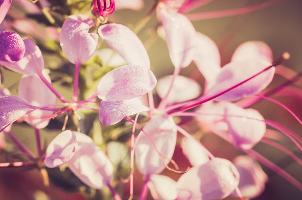 Cleome hassleriana or spider flower or spider plant