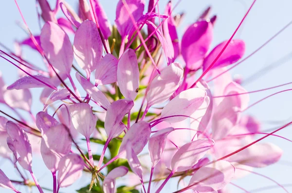 Cleome hassleriana or spider flower or spider plant