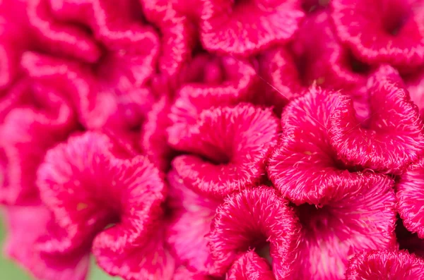 Celosia or Wool flowers or Cockscomb flower