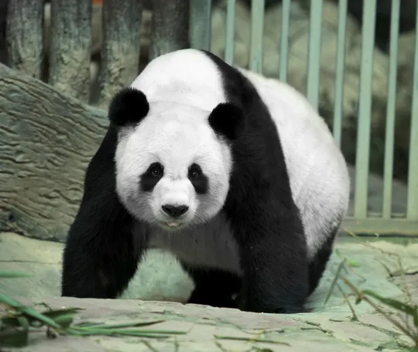 Giant panda