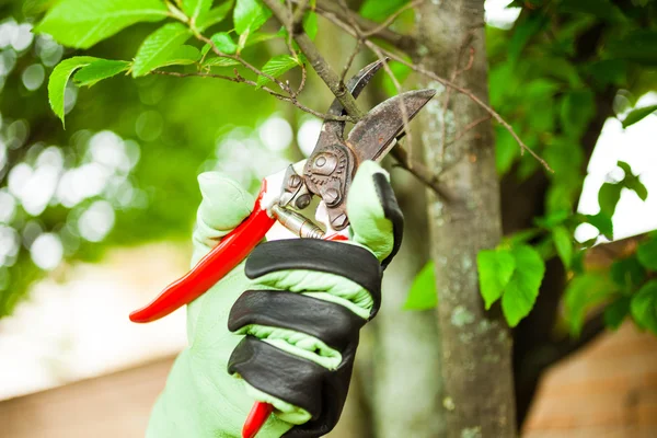 Gardener pruning a tree