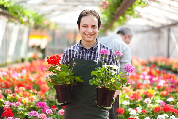 Gardener in a greenhouse