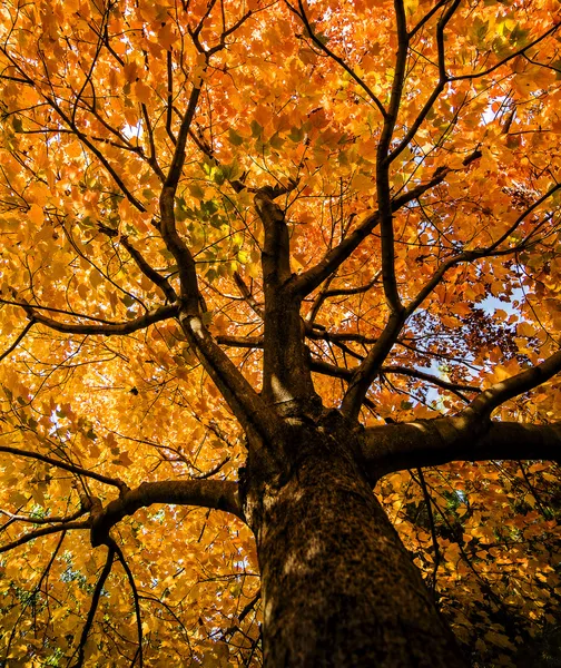 Red Maple Tree