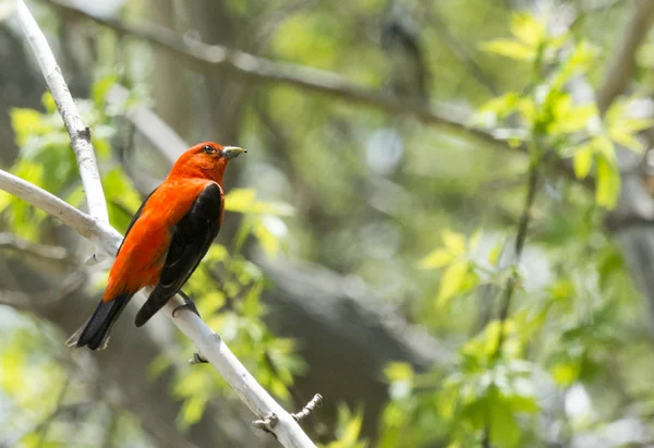 Male Scarlet Tanager