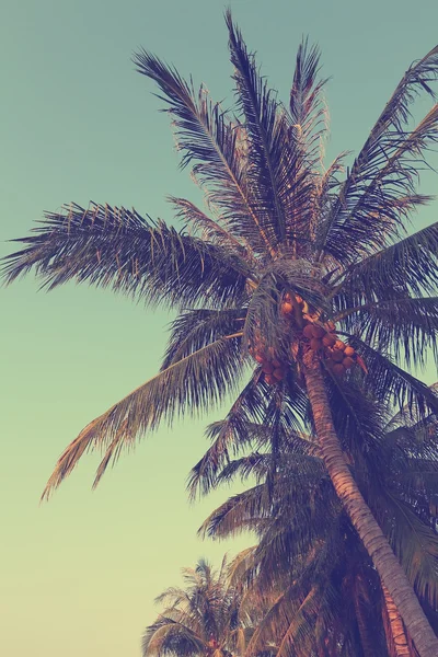 Coconut palm tree