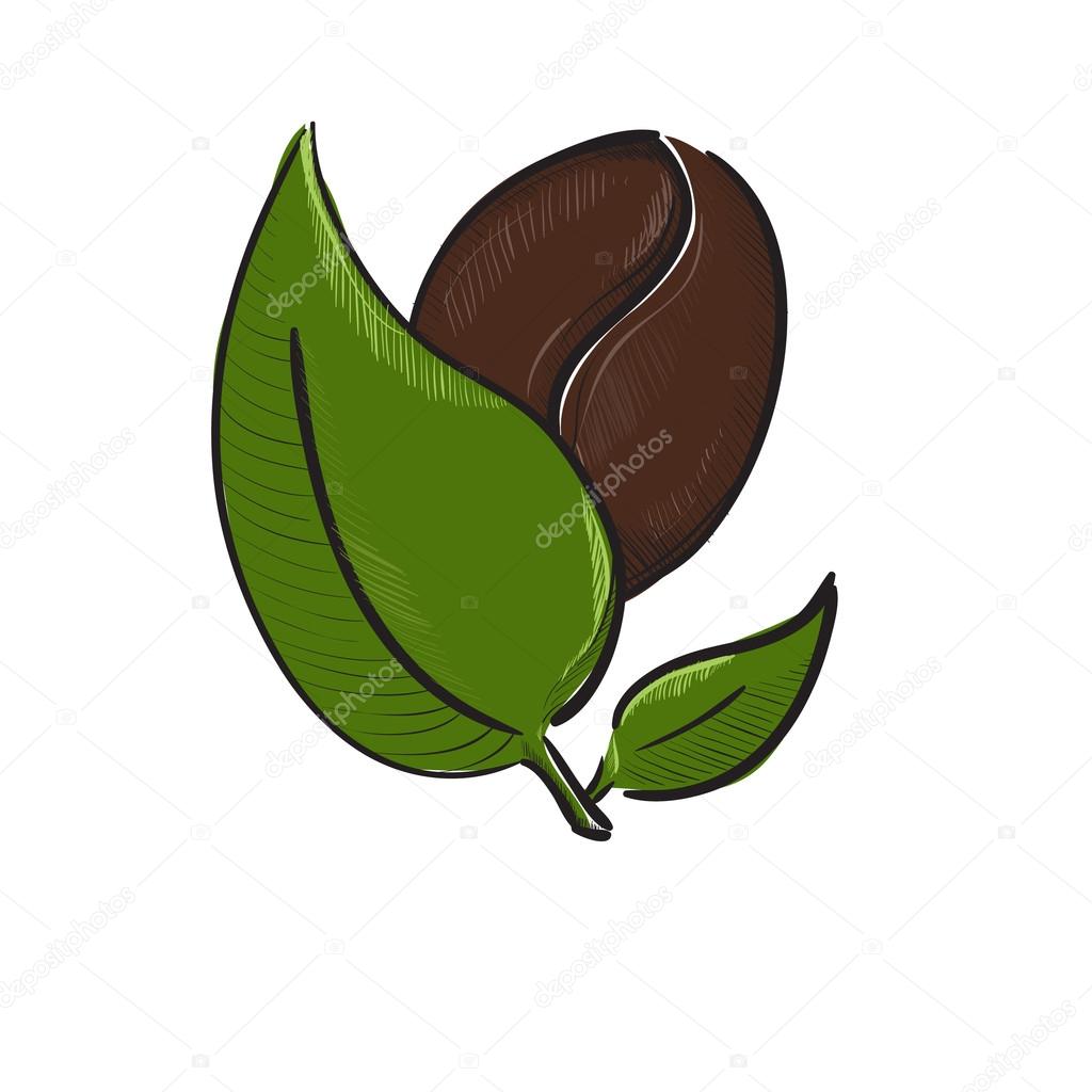 Image Gallery hoja de cafe Image Gallery hoja de cafe