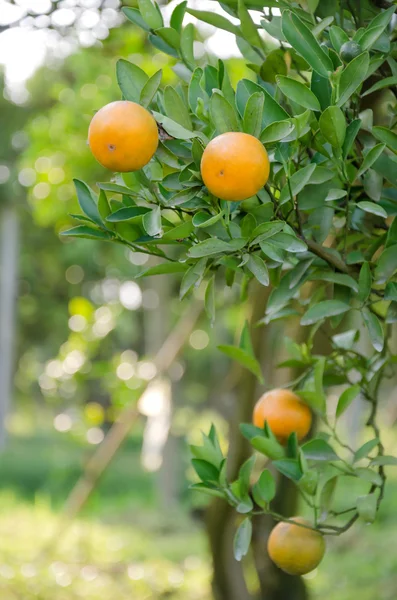 Orange tree with ripe fruits