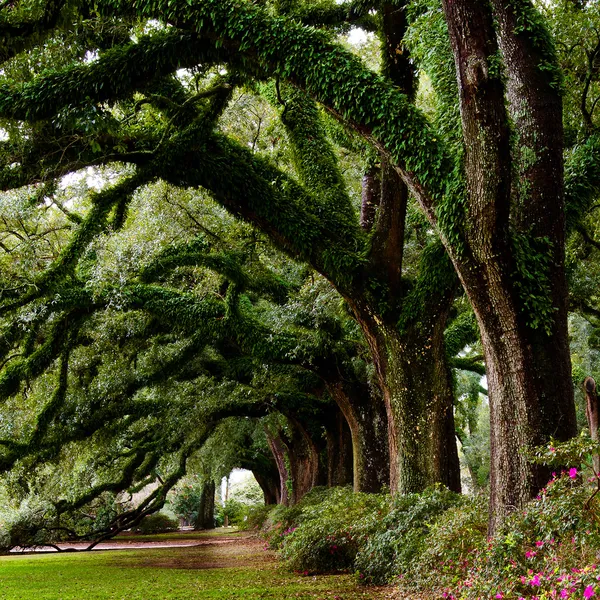 Line of ancient oak trees in park setting