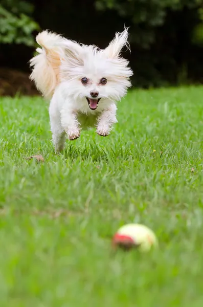 Portrait of maltipoo dog playing with ball in field