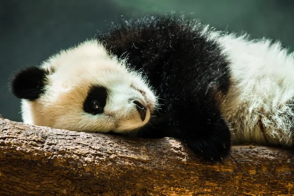 Baby panda cub resting on log