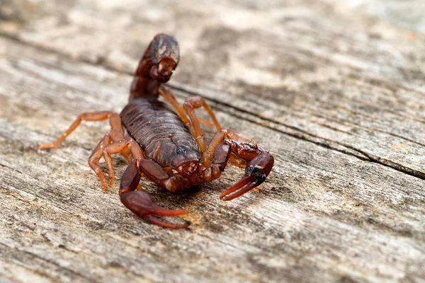 Close up macro image of devil scorpion (Vaejovis carolinianus) native to the Southeastern United States
