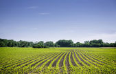 Organic farm land with green rows — Stock Photo