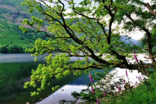 Oak Tree and Foxgloves by a Lake