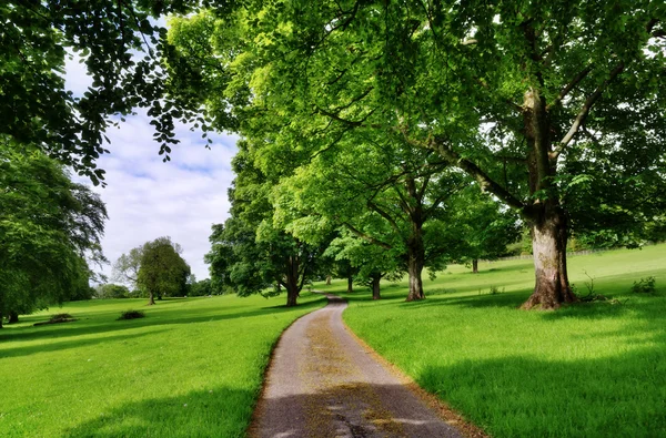 Avenue of trees with a road running through