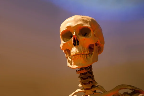 Scary Skeleton Skull