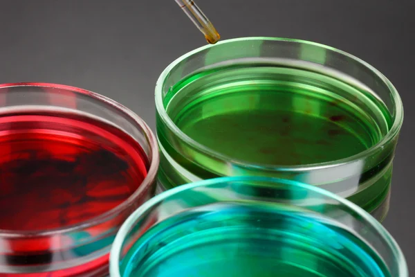 Color liquid in petri dishes on grey background