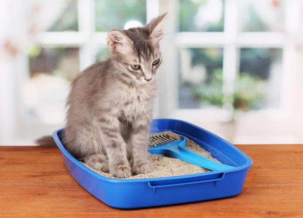 Small gray kitten in blue plastic litter cat on wooden table on window back