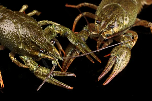 活着的小龙虾上黑色背景特写 - 图库照片belch