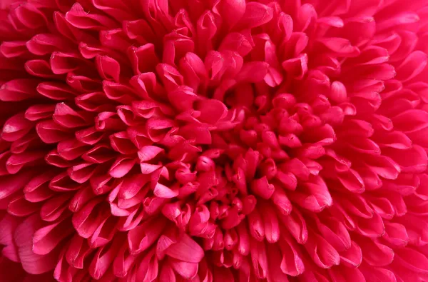 Pink aster flower, close up