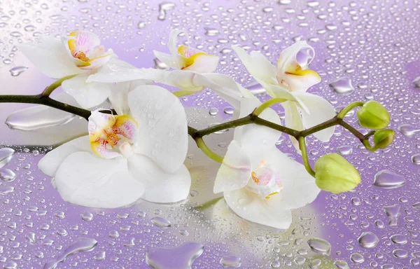 White beautiful orchid with drops on purple background