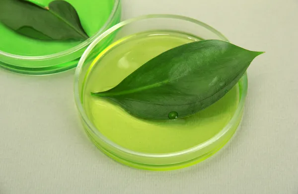 Genetically modified leaves tested in petri dishes, on grey background