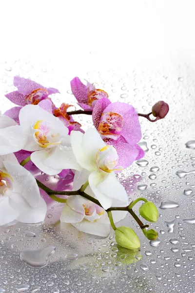 Pink and white beautiful orchids with drops