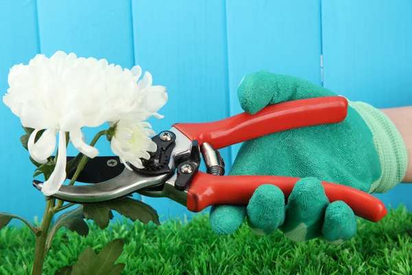 Secateurs with flower on fence background