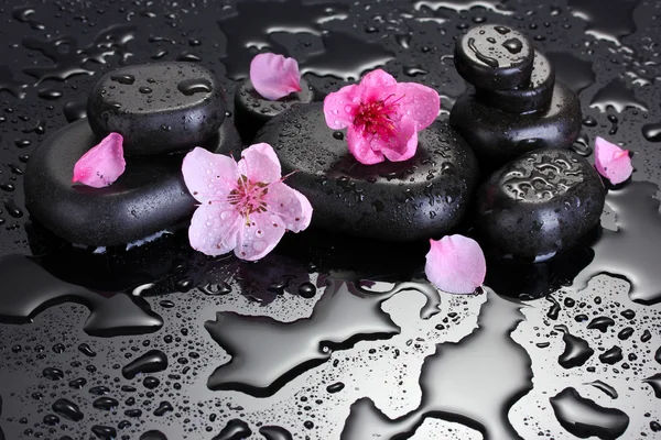 Spa stones with drops and pink sakura flowers on grey background