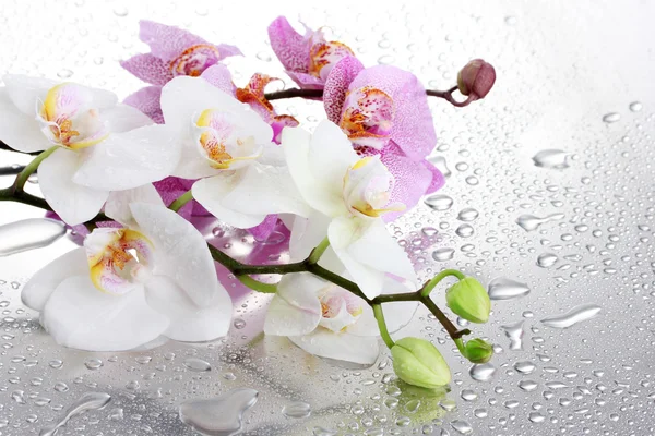 Pink and white beautiful orchids with drops