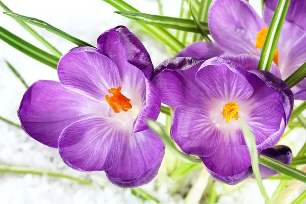 Beautiful purple crocuses on snow, close up