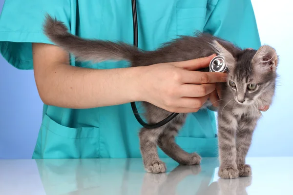 Veterinarian examining a kitten on blue background