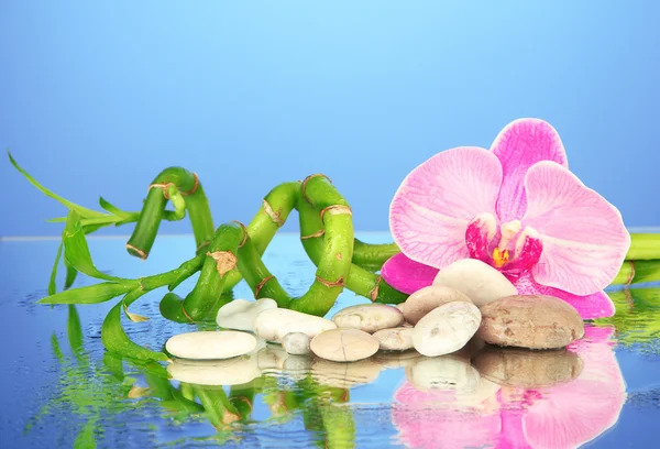 Still life with green bamboo plant, orchid and stones, on blue background