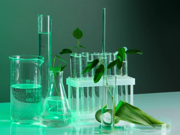 Test tubes with plant on gray-green background