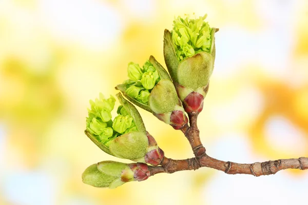 Blossoming buds on tree