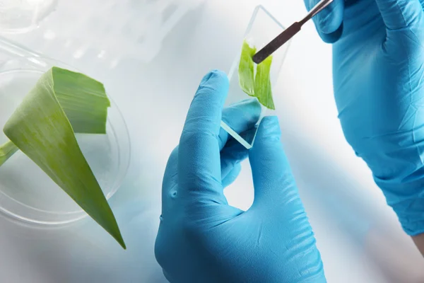 Test tubes with plant and hand close-up