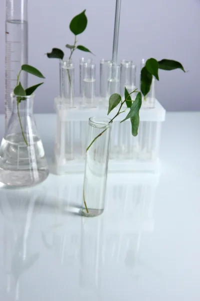 Test tubes with plant on gray background