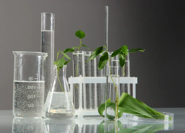 Test tubes with plant on gray background