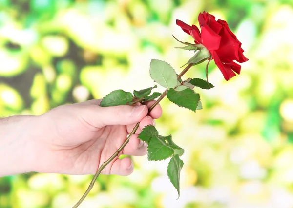 Man's hand giving a rose on bright background