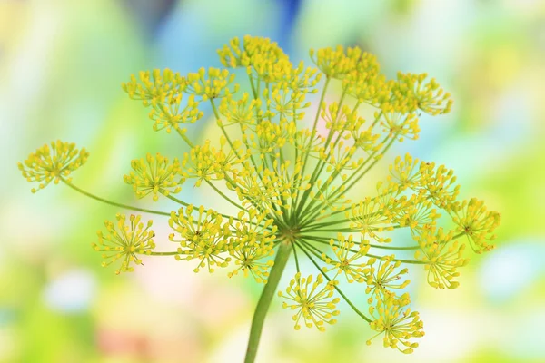 Dill flower on bright background close up