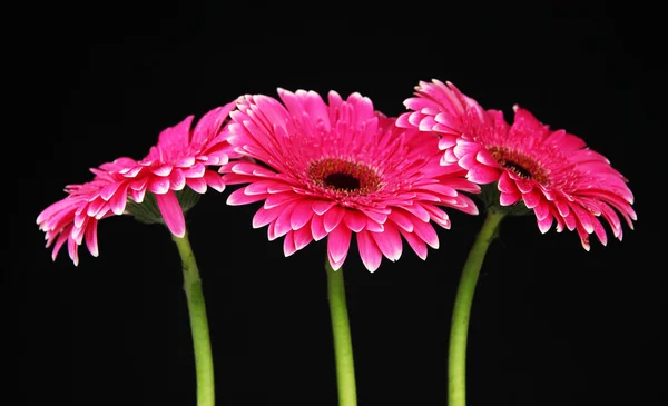 Beautiful pink gerbera flowers on black background