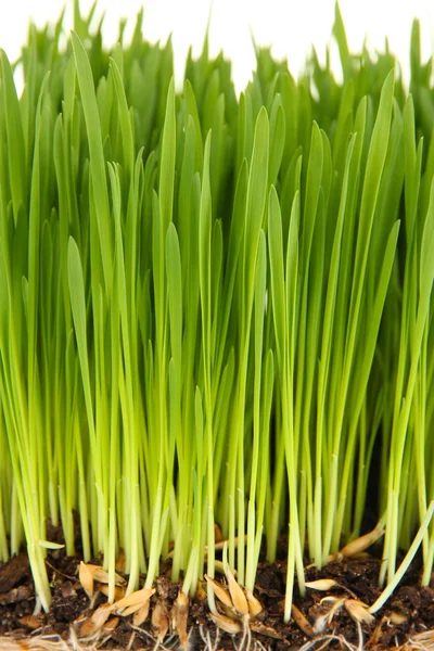 Green grass with fertile soil closeup