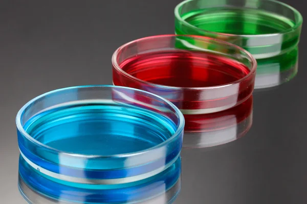 Color liquid in petri dishes on grey background