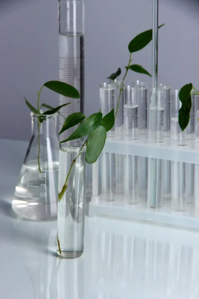 Test tubes with plant on gray background