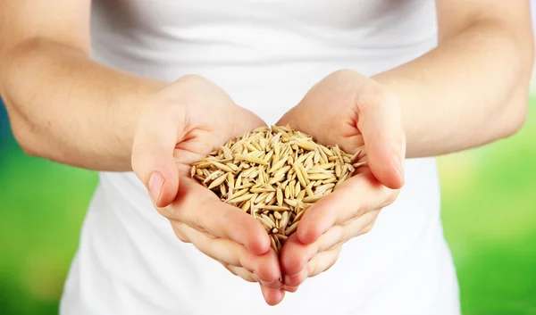 Wheat grain in female hands on natural background