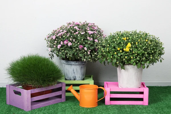 Flowers in pots with boxes and watering can on grass on grey background