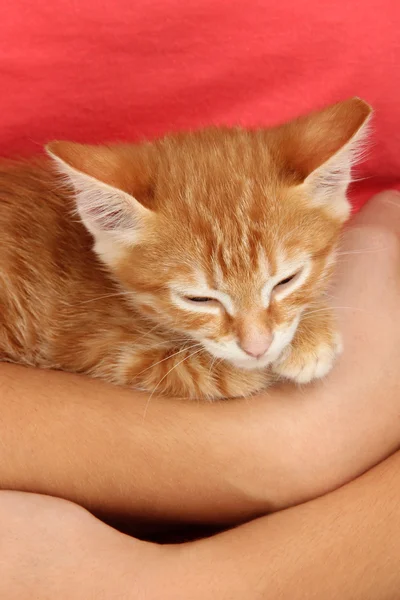 Sleepy little red kitten in hands