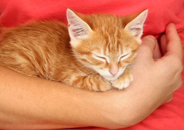 Sleepy little red kitten in hands close up