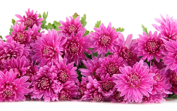 Bouquet of pink autumn chrysanthemum isolated on white