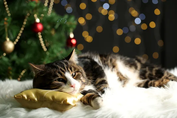Cute cat lying on carpet with Christmas decor